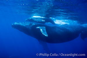 Humpback whale mother and calf, Megaptera novaeangliae, Maui