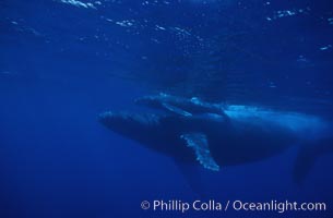 Humpback whale mother and calf, Megaptera novaeangliae, Maui