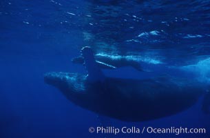 Humpback whale mother and calf, Megaptera novaeangliae, Maui