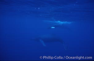 Humpback whale mother and calf, Megaptera novaeangliae, Maui