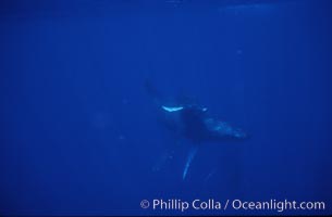 Humpback whale mother and calf, Megaptera novaeangliae, Maui