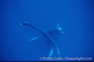 Humpback whale mother and calf, Megaptera novaeangliae, Maui