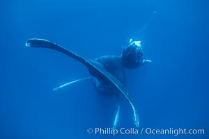 Humpback whale mother and calf, Megaptera novaeangliae, Maui