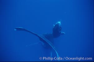 Humpback whale mother and calf, Megaptera novaeangliae, Maui