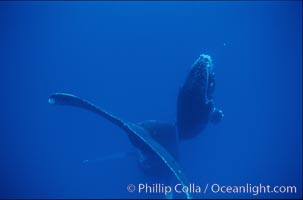 Humpback whale mother and calf, Megaptera novaeangliae, Maui
