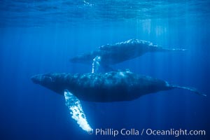 Humpback whale mother, calf and escort, Megaptera novaeangliae, Maui