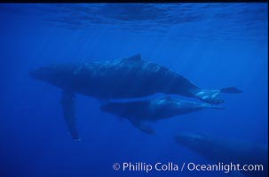 Humpback whale mother, calf and escort, Megaptera novaeangliae, Maui