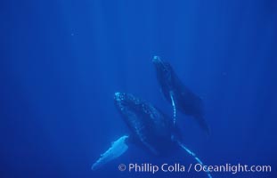 North Pacific humpback whale, mother and calf, Megaptera novaeangliae, Maui