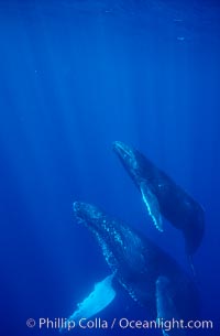 North Pacific humpback whale, mother and calf, Maui