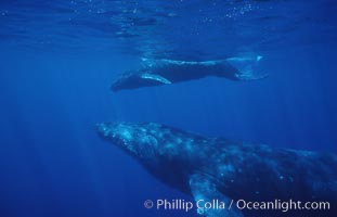 North Pacific humpback whale, mother and calf, Megaptera novaeangliae, Maui