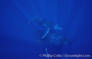 North Pacific humpback whale, mother and calf, Megaptera novaeangliae, Maui