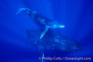 North Pacific humpback whale, mother and calf, Maui