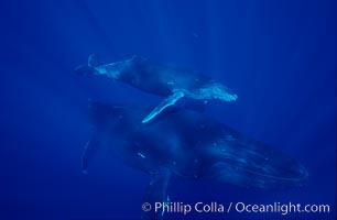 North Pacific humpback whale, mother and calf, Megaptera novaeangliae, Maui