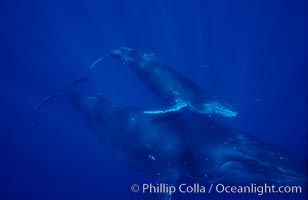 North Pacific humpback whale, mother and calf, Megaptera novaeangliae, Maui