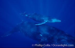 North Pacific humpback whale, mother and calf, Megaptera novaeangliae, Maui