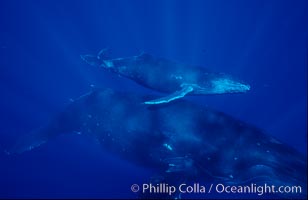 North Pacific humpback whale, mother and calf, Megaptera novaeangliae, Maui