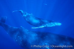 North Pacific humpback whale, mother and calf, Maui