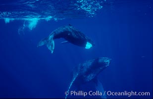 North Pacific humpback whale, mother and calf, Megaptera novaeangliae, Maui