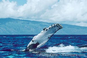 Humpback whale with one of its long pectoral fins raised aloft out of the water, swimming on its side (laterally) as it does so, Megaptera novaeangliae, Maui