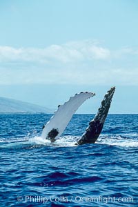 Humpback whale with both of its long pectoral fins raised aloft out of the water, swimming on its back (inverted) as it does so, Megaptera novaeangliae, Maui