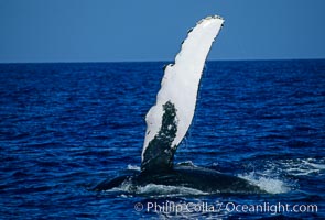 North Pacific humpback whale, pectoral fin, Megaptera novaeangliae, Maui