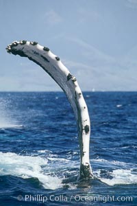 Humpback whale with one of its long pectoral fins raised aloft out of the water, swimming on its side (laterally) as it does so, Megaptera novaeangliae, Maui