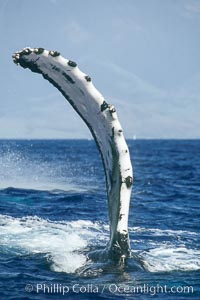 Humpback whale with one of its long pectoral fins raised aloft out of the water, swimming on its side (laterally) as it does so.