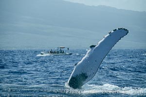 Humpback whale with one of its long pectoral fins raised aloft out of the water, swimming on its side (laterally) as it does so, Megaptera novaeangliae, Maui