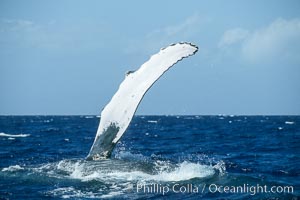Humpback whale with one of its long pectoral fins raised aloft out of the water, swimming on its side (laterally) as it does so, Megaptera novaeangliae, Maui