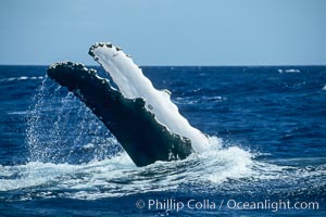 Humpback whale with both of its long pectoral fins raised aloft out of the water, swimming on its back (inverted) as it does so, Megaptera novaeangliae, Maui