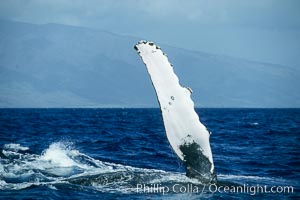 Image 01480, Humpback whale with one of its long pectoral fins raised aloft out of the water, swimming on its side (laterally) as it does so. Maui, Hawaii, USA, Megaptera novaeangliae, Phillip Colla / HWRF, all rights reserved worldwide. Keywords: action, anatomy, animal, balaenopteridae, behavior, cetacea, cetacean, creature, endangered, endangered threatened species, fin, hawaii, hawaiian islands, hawaiian islands humpback whale national marine sanctuary, hump back whale, humpback, humpback whale, humpbacked whale, mammal, marine, marine mammal, maui, megaptera, megaptera novaeangliae, mysticete, mysticeti, national marine sanctuaries, nature, north pacific humpback whale, novaeangliae, ocean, oceans, pacific, pectoral, pectoral fin, research, rorqual, sea, usa, whale, whale anatomy, whale behavior, whale pectoral fin, whale pectoral fin display, wildlife.   NOTE:  This photograph was taken during Hawaii Whale Research Foundation research activities conducted under NOAA/NMFS and State of Hawaii permit.   Its use is subject to certain restrictions.   Please contact the photographer for more information.
