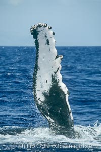 Humpback whale with one of its long pectoral fins raised aloft out of the water, swimming on its side (laterally) as it does so. Maui, Hawaii, USA, Megaptera novaeangliae, natural history stock photograph, photo id 01482