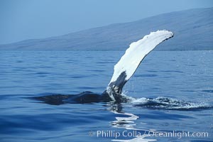 Humpback whale swimming with raised pectoral fin (ventral aspect). Maui, Hawaii, USA, Megaptera novaeangliae, natural history stock photograph, photo id 04113