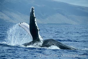 Humpback whale swimming inverted with both pectoral fin raised clear of the water, Megaptera novaeangliae, Maui