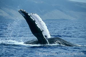 Humpback whale swimming inverted with both pectoral fin raised clear of the water.