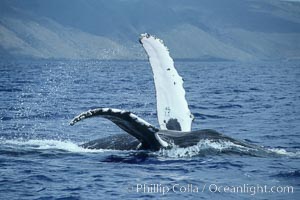 Humpback whale swimming inverted with both pectoral fin raised clear of the water, Megaptera novaeangliae, Maui