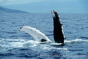 Humpback whale swimming inverted with both pectoral fin raised clear of the water, Megaptera novaeangliae, Maui