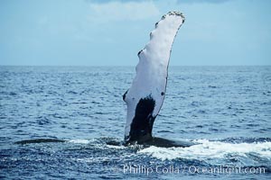 Humpback whale swimming with raised pectoral fin (ventral aspect), Megaptera novaeangliae, Maui