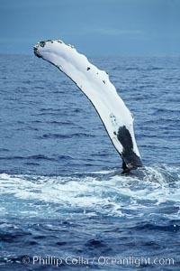 Humpback whale swimming with raised pectoral fin (ventral aspect). Maui, Hawaii, USA, Megaptera novaeangliae, natural history stock photograph, photo id 04127