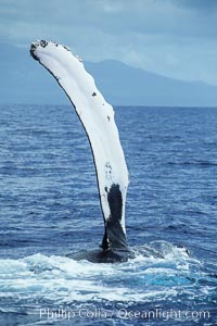 Image 04132, Humpback whale swimming with raised pectoral fin (ventral aspect). Maui, Hawaii, USA, Megaptera novaeangliae, Phillip Colla / HWRF, all rights reserved worldwide. Keywords: action, anatomy, animal, balaenopteridae, behavior, cetacea, cetacean, creature, endangered, endangered threatened species, fin, hawaii, hawaiian islands, hawaiian islands humpback whale national marine sanctuary, hump back whale, humpback, humpback whale, humpbacked whale, mammal, marine, marine mammal, maui, megaptera, megaptera novaeangliae, mysticete, mysticeti, national marine sanctuaries, nature, north pacific humpback whale, novaeangliae, ocean, oceans, pacific, pectoral, pectoral fin, research, rorqual, sea, usa, whale, whale anatomy, whale behavior, whale pectoral fin, whale pectoral fin display, wildlife.   NOTE:  This photograph was taken during Hawaii Whale Research Foundation research activities conducted under NOAA/NMFS and State of Hawaii permit.   Its use is subject to certain restrictions.   Please contact the photographer for more information.