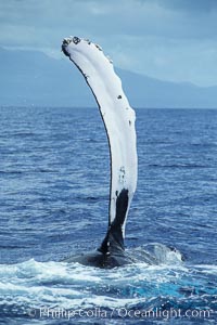 Humpback whale swimming with raised pectoral fin (ventral aspect), Megaptera novaeangliae, Maui