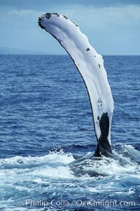 Humpback whale swimming with raised pectoral fin (ventral aspect).