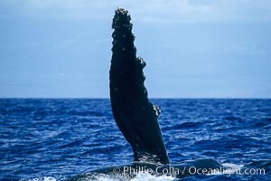 Image 04140, Humpback whale swimming with raised pectoral fin (dorsal aspect). Maui, Hawaii, USA, Megaptera novaeangliae, Phillip Colla / HWRF, all rights reserved worldwide.   Keywords: action:anatomy:animal:balaenopteridae:behavior:cetacea:cetacean:creature:endangered:endangered threatened species:fin:hawaii:hawaiian islands:hawaiian islands humpback whale national marine sanctuary:hump back whale:humpback:humpback whale:humpbacked whale:mammal:marine:marine mammal:maui:megaptera:megaptera novaeangliae:mysticete:mysticeti:national marine sanctuaries:nature:north pacific humpback whale:novaeangliae:ocean:oceans:pacific:pectoral:pectoral fin:research:rorqual:sea:usa:whale:whale anatomy:whale behavior:whale pectoral fin:whale pectoral fin display:wildlife.   NOTE:  This photograph was taken during Hawaii Whale Research Foundation research activities conducted under NOAA/NMFS and State of Hawaii permit.  Its use is subject to certain restrictions.  Please contact the photographer for more information.
