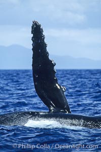 Humpback whale swimming with raised pectoral fin (dorsal aspect).