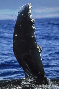 Humpback whale swimming with raised pectoral fin (dorsal aspect).