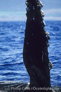 Humpback whale swimming with raised pectoral fin (dorsal aspect), Megaptera novaeangliae, Maui