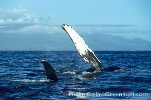 Humpback whale swimming with raised pectoral fin (ventral aspect), Megaptera novaeangliae, Maui