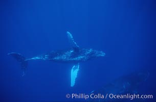 Humpback whale turning with pectoral fins, Megaptera novaeangliae, Maui