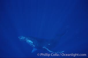 Humpback whale turning with pectoral fins, Megaptera novaeangliae, Maui