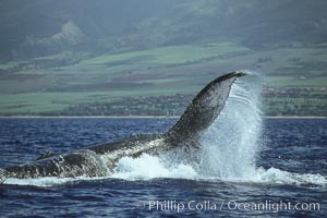 Humpback whale performing a peduncle throw at the surface, swinging its fluke (tail) sideways and flinging water all over.